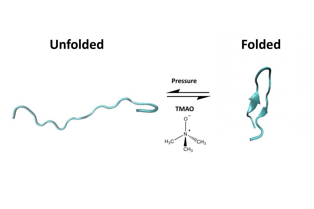 Influence of Osmolytes