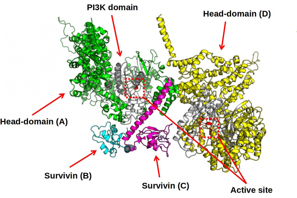 Modeling of large Proteins in DNA Repair