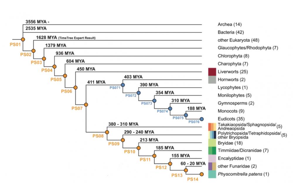 Systembiologische Analysen mit dem Moos Physcomitrella patens