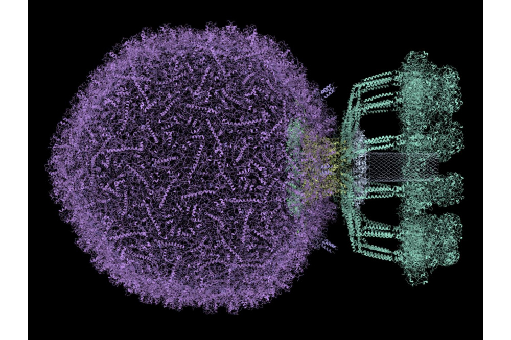 Luc Wieners_Large-Scale Biophysics with Hartree-Fock_Figure1