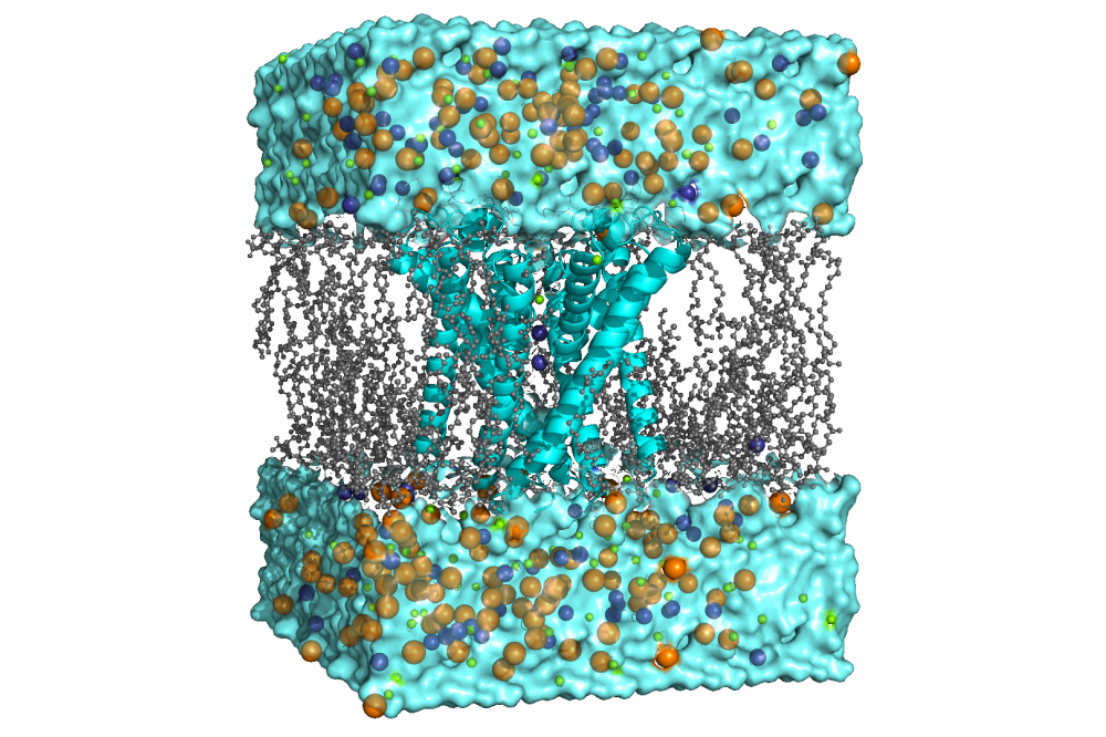 Bauer_Daniel, Molecular Dynamics Study of the Sodium/Potassium Channels HCN_2391