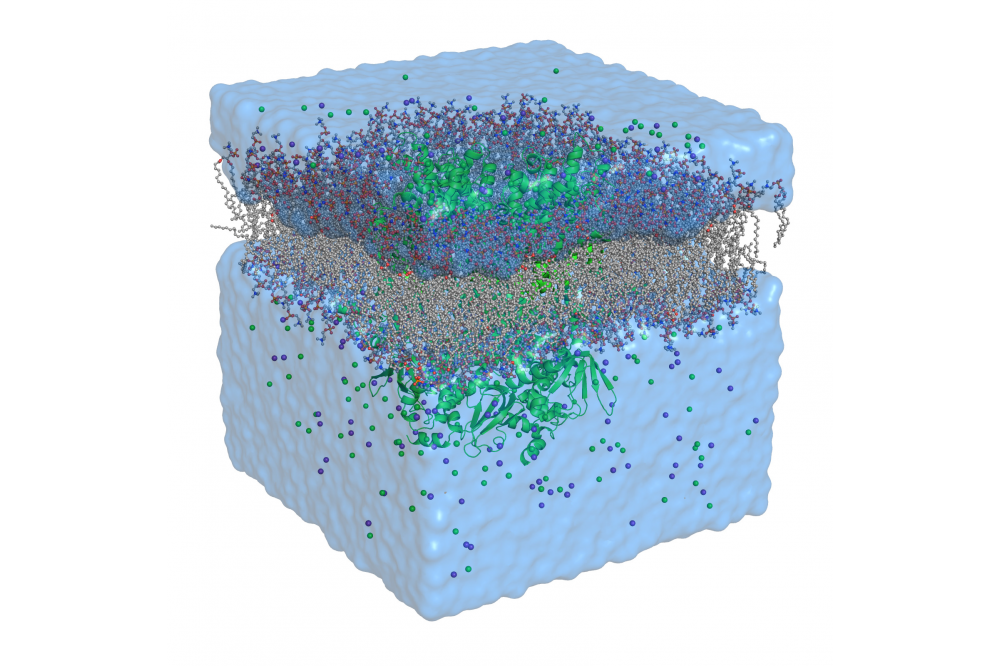 Bauer, Daniel_Molecular Dynamics Study of the Sodium/Potassium Channels HCN