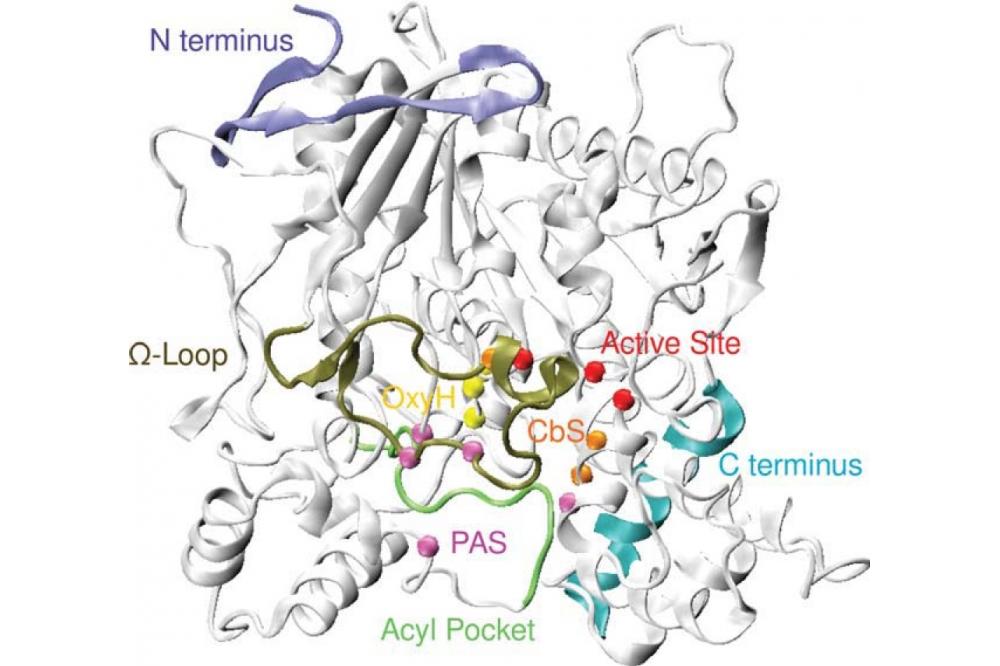 Computational and Modeling of Biomolecules