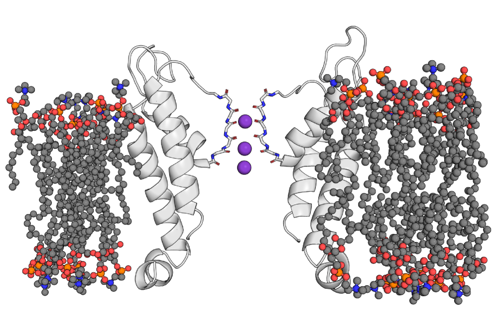 Krumbach_Jan_Learning by Building: Construction of Voltage-Dependent Ion Channels From Modular Components_Figure1