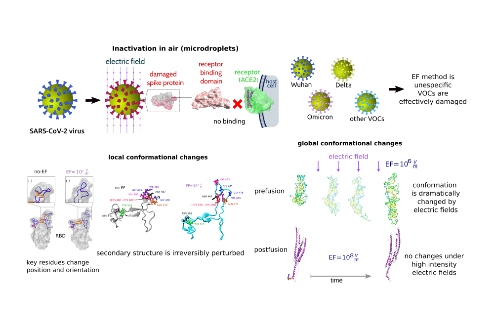 Pablo Rojas_Unraveling SARS-Cov-2 Spike Protein Conformational Dynamics Under the Influence of Electric Fields_Figure1