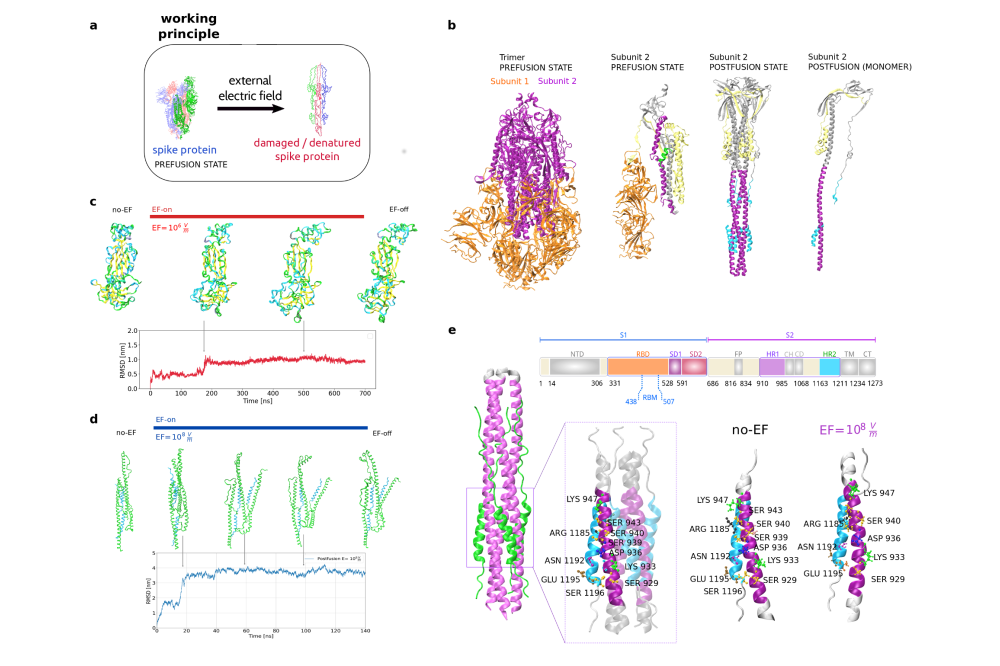 Claudia Arbeitman_MD-Simulations to Study the Effect of Electric Fields on the SARS-CoV-2 Postfusion Structure_Figure1