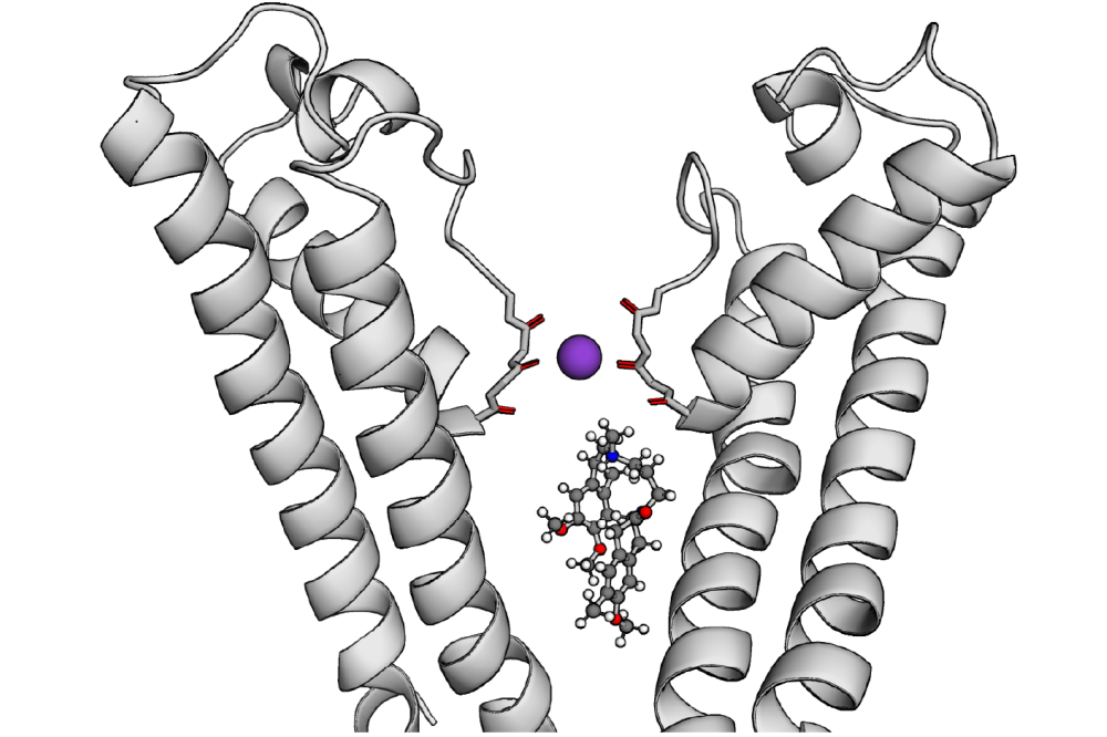 Jan Krumbach_Learning by Building: Construction of voltage-Dependent Ion Channels from Modular Components II_Figure1
