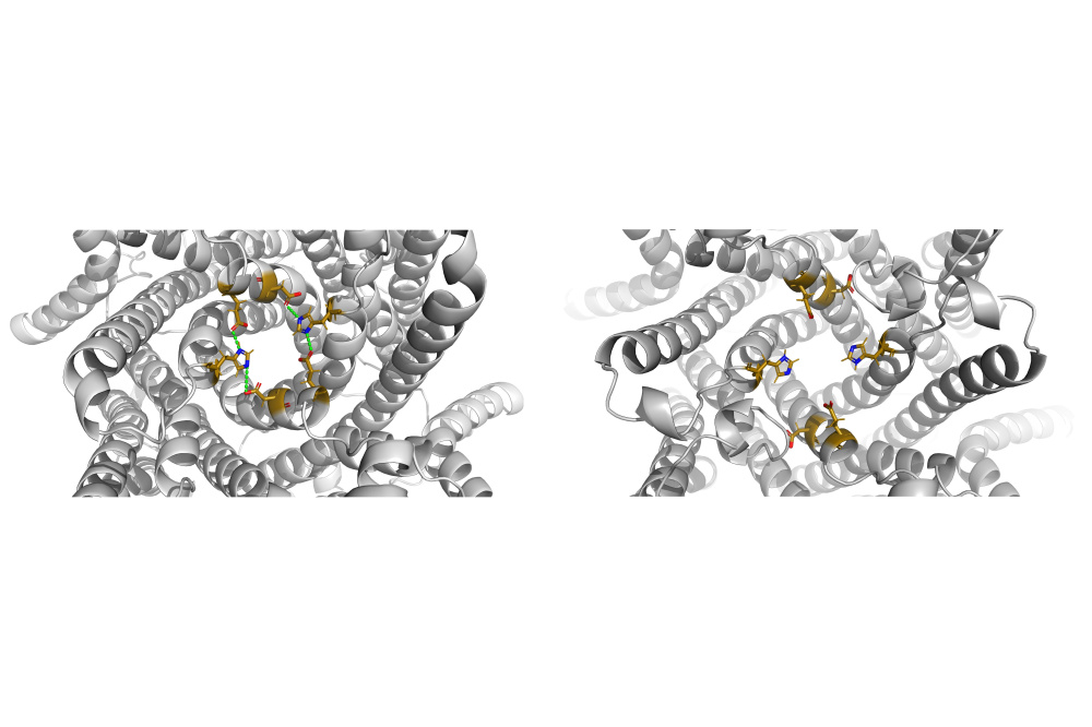 Magnus Behringer_Mechanism of TMEM175 Proton Activation_Figure1