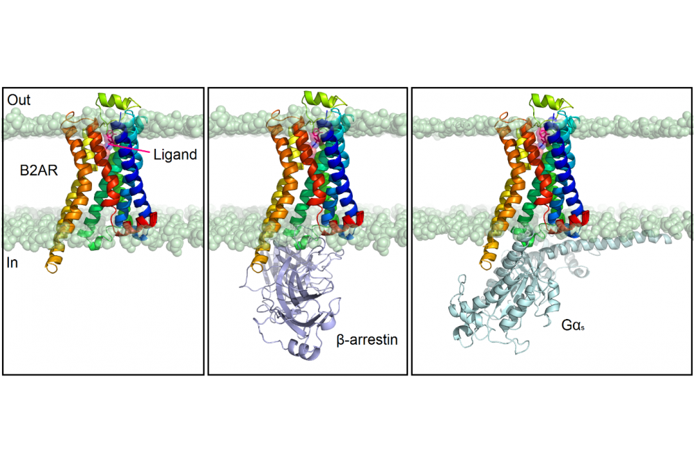 Monteleone,Stefania-Computational_Analysis_of_GPCR_Biased_Signaling