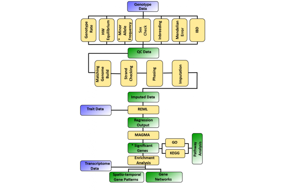 Yousaf,Afsheen_Mapping the Genetics of neuropsychological traits to molecular NETworks of human brain