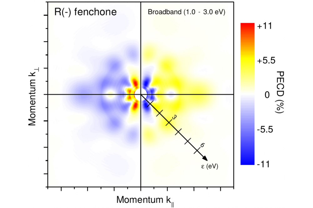 Photoelectron Circular Dichroism of Fenchone by Coherent Broadband Laser Pulses