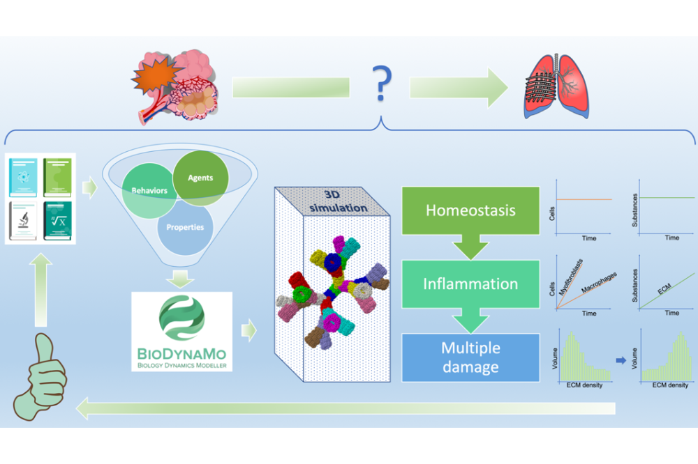 Cogno, Nicolò_Agent-based model of radiation-induced lung toxicity_figure1